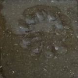 透明2号 黒土D