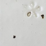 白土J 乳白還元